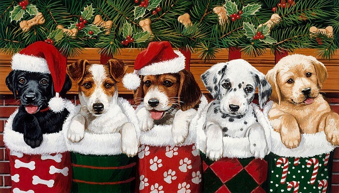 christmas-dog-puns-captions