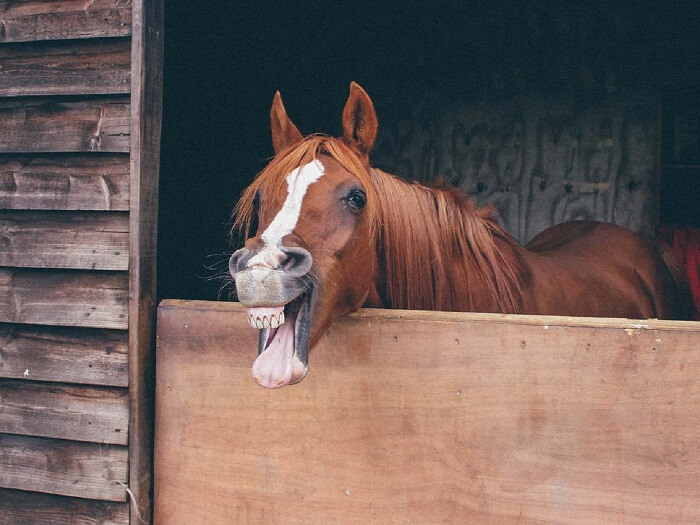 Horse-Puns-Joke-for-Instagram