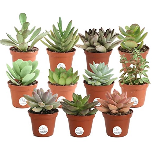 Costa-Farms-Mini-Succulents-mother_s-day-gift-for-aunt