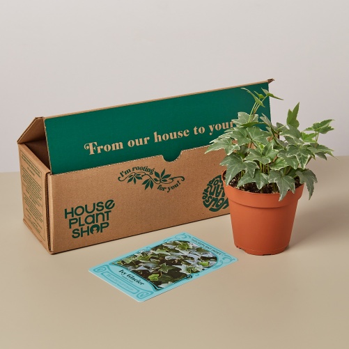 House-Plant-Box-luxury-vegan-gifts