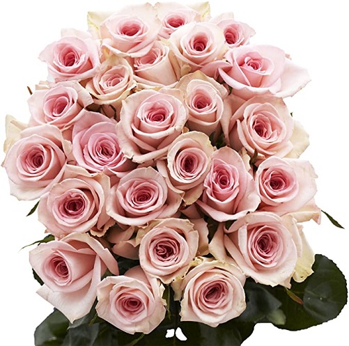 50 Pink Roses 50th birthday gifts women