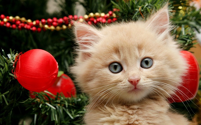 Christmas Cat Puns Captions