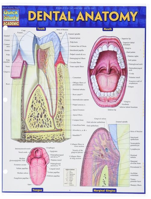 Dental-Anatomy-Quick-Study-Academic