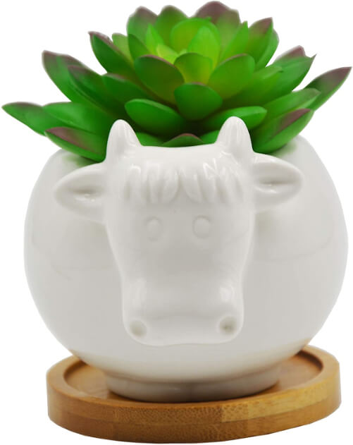 Succulent-Pots-cow-gifts