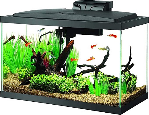 Aqueon-Aquarium-Fish-Tank-Starter-Kit-with-LED-Lighting-gifts-beginning-with-a