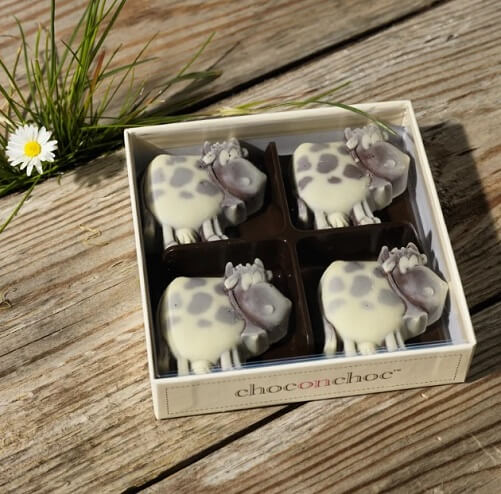 Cow-Chocolates-cow-gifts