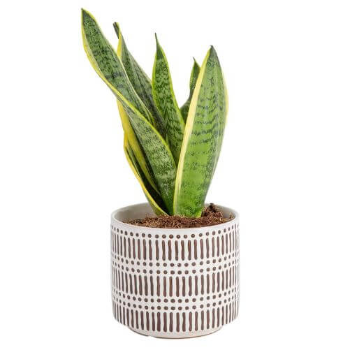Costa-Farms-Snake-Plant-gifts-starting-with-c