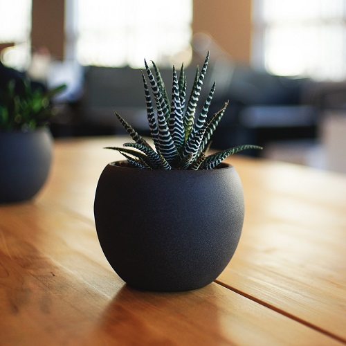 Zebra-Plant-gifts-that-start-with-z