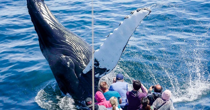 A Whale Watching Excursion experience gifts boston