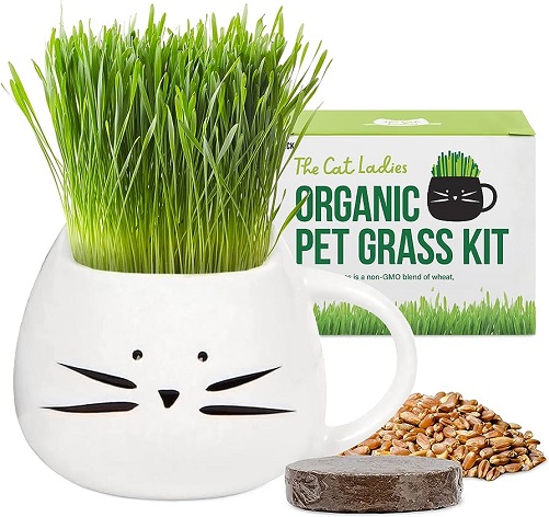 The Cat Ladies Organic Cat Grass Growing Kit gifts for cat lovers
