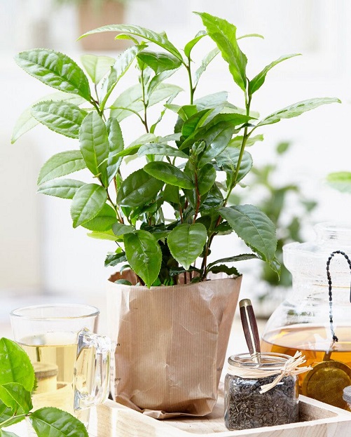 Green or Black Tea Plant gifts for tea lovers