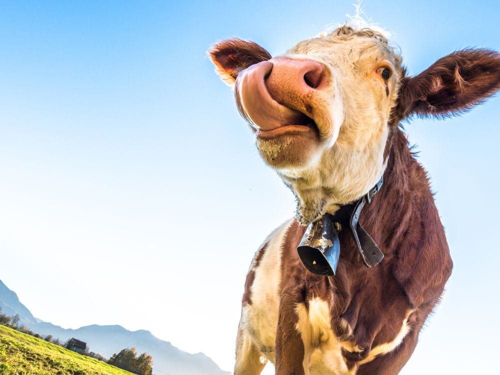 Flirty Cow Jokes - cow puns jokes