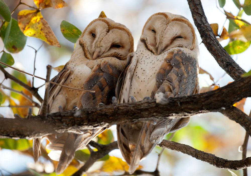 Owl Love Puns 