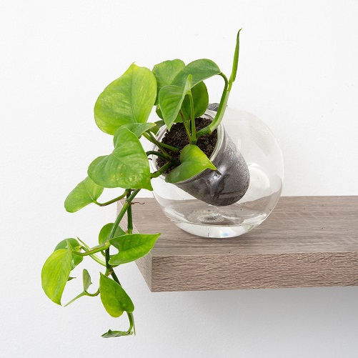 Tilted Self-Watering Glass Pot 50th birthday gift ideas