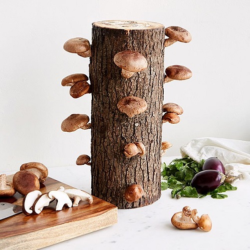 Shiitake Mushroom Log Kit gifts for 70 year old woman