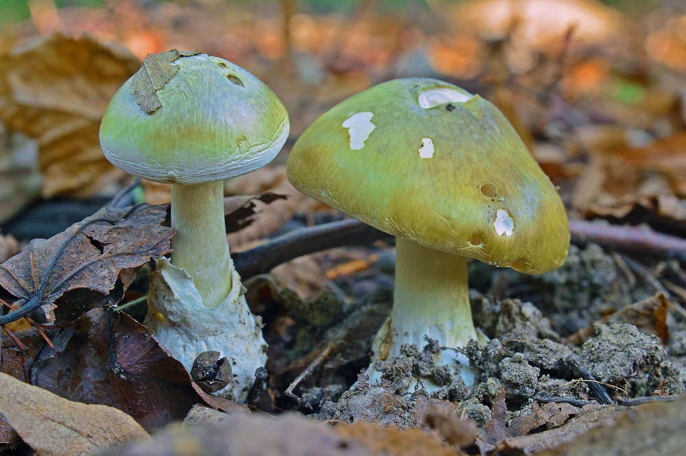 Mushroom love puns