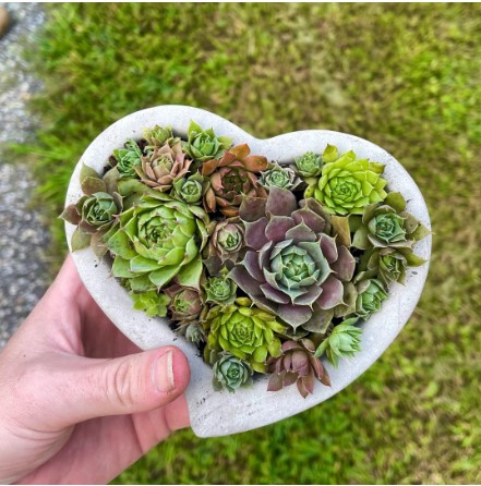 Succulent Heart Planter Kit