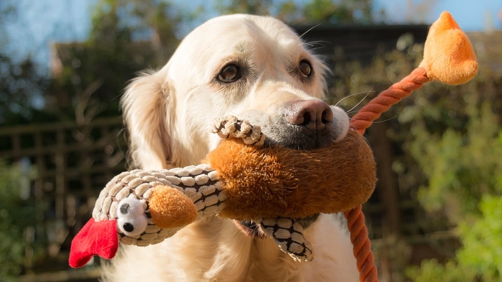 Thanksgiving Dog Puns Captions