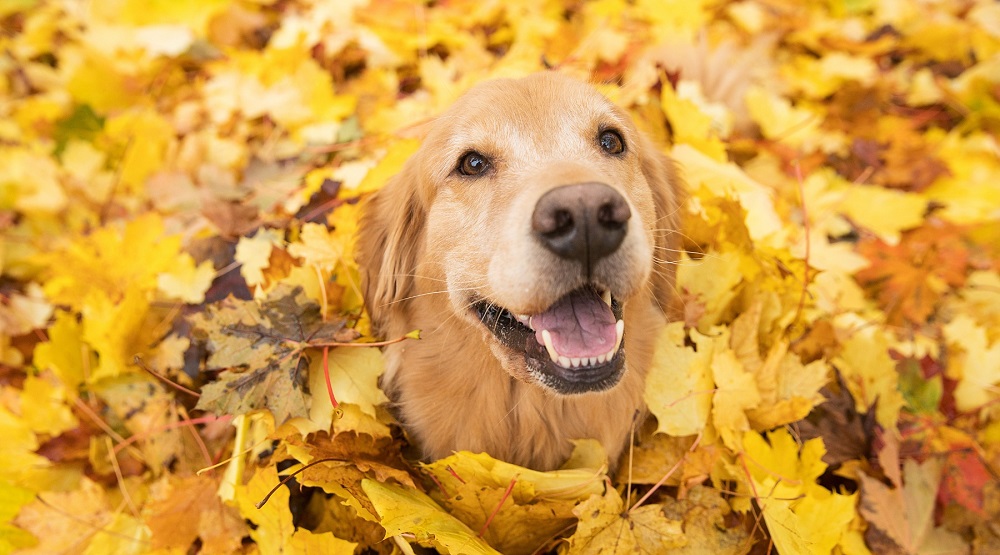 Thanksgiving Dog puns for business