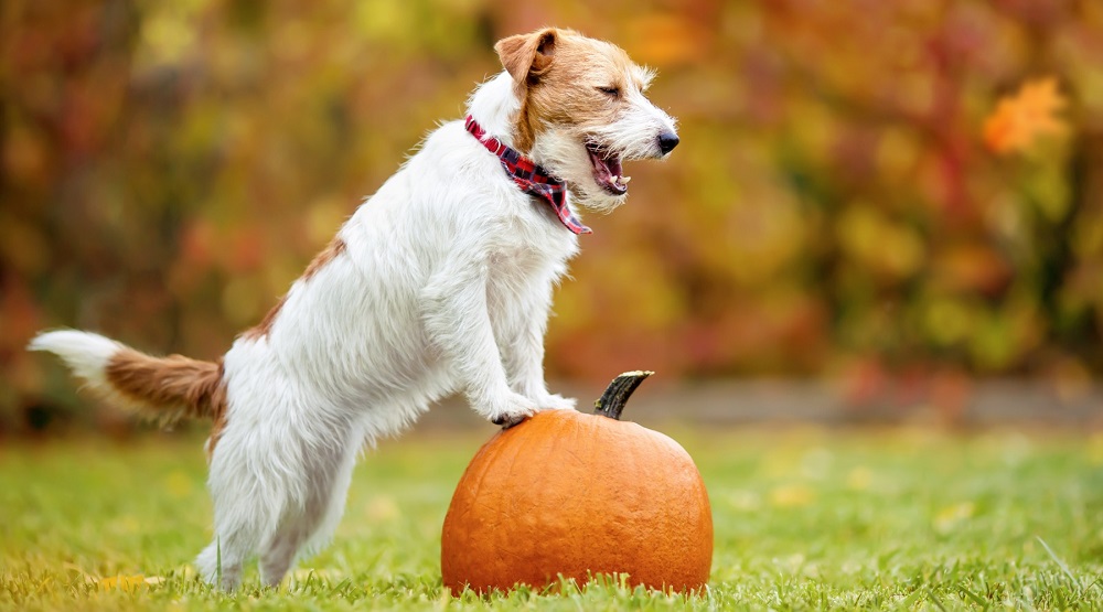 Thanksgiving short dog puns one-liners