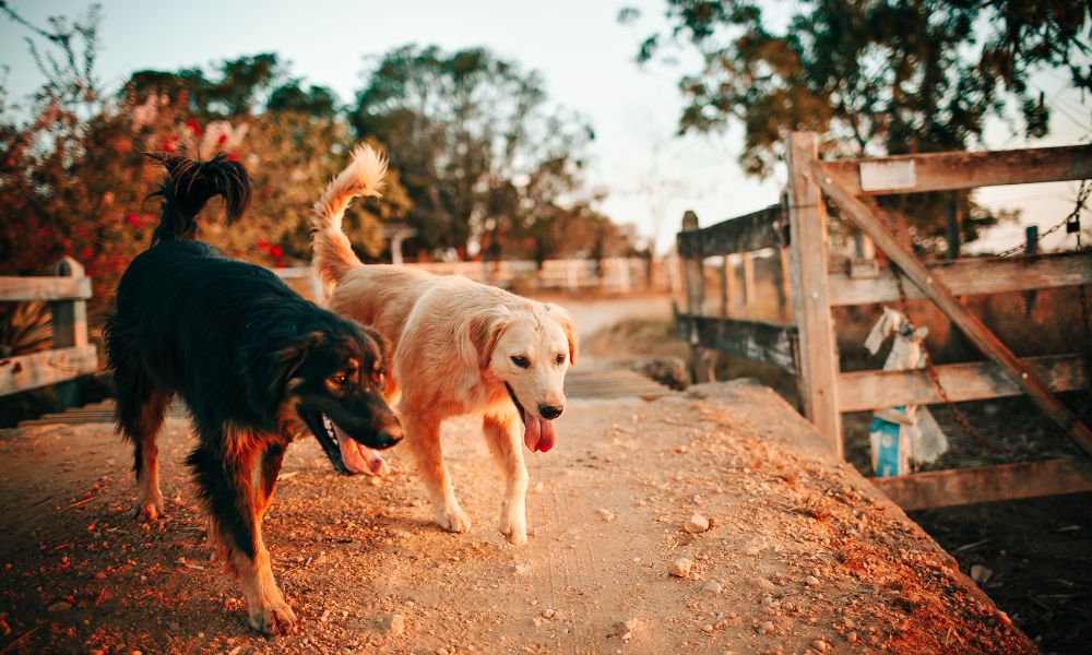 Adventure and Outdoors dog captions